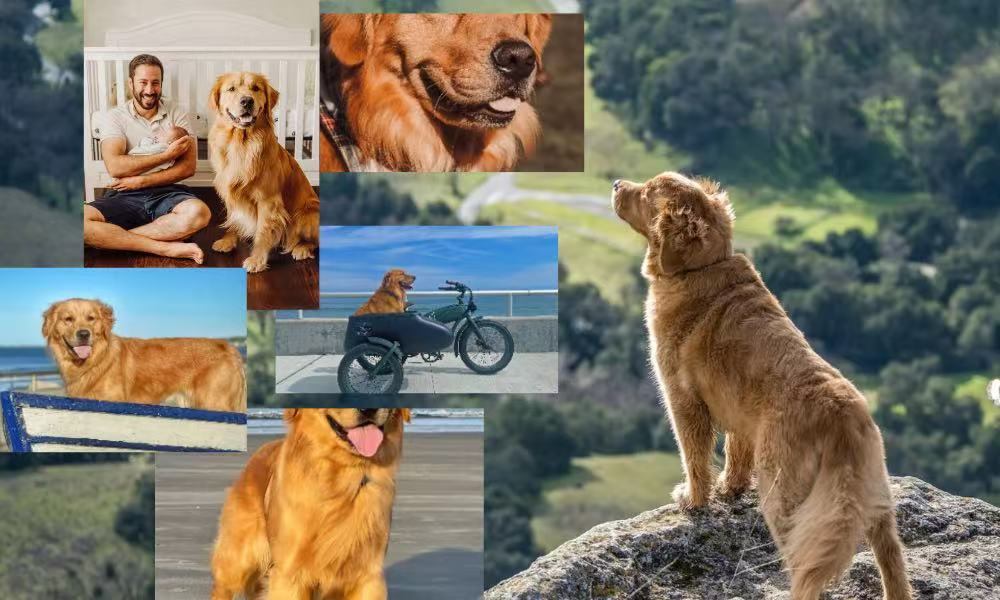 Life is Golden Company