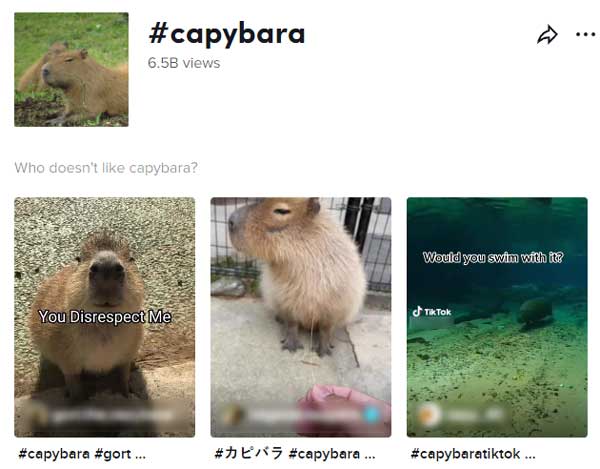 tiktok hashtag capybara